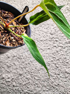 Anthurium Mutated Fort Sherman x (Zara x Michelle)