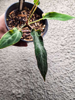 Anthurium Mutated Fort Sherman x (Zara x Michelle)