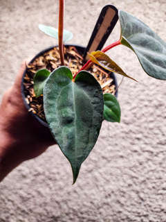 Anthurium Blood Queen x Ace of Spades
