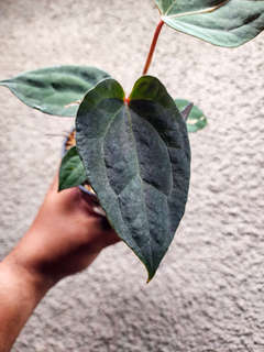Anthurium Blood Queen x Ace of Spades