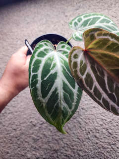 Anthurium Red Tiger
