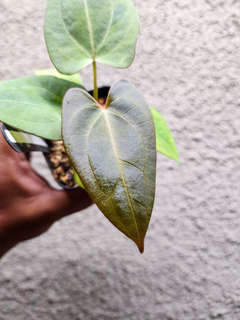 Anthurium Mint Variegated Red Spider x Red Vein Dark Phoenix