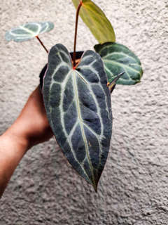Anthurium BVIT x (Zara Michelle)