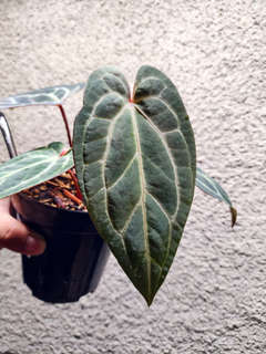 Anthurium BVIT x (Zara Michelle)