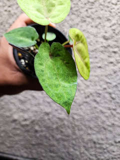 Anthurium Mint Variegater (Goliath x RVDP) x (Golden Sunrise x RVDP)