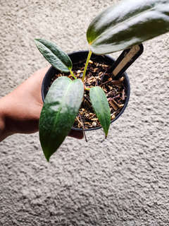 Anthurium sp Panama x Indo Hoffmanii X