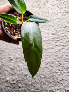 Anthurium sp Panama x Indo Hoffmanii X