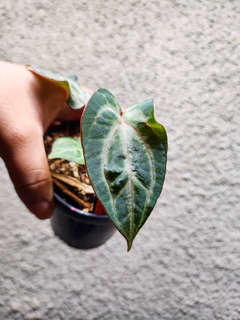 Anthurium Zara x Michelle