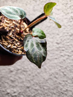 Anthurium Zara x Michelle