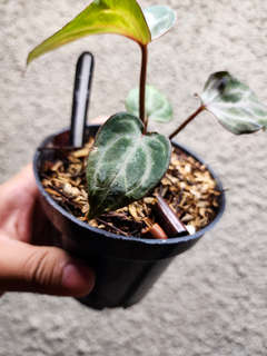 Anthurium Zara x Michelle