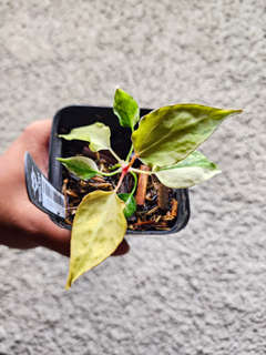 Anthurium Variegated Portillae x (Muchlis x RC)