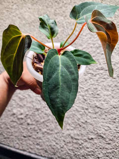 Anthurium HU/King of Spades Butterfly x BVIT