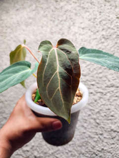 Anthurium HU/King of Spades Butterfly x BVIT