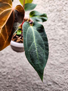 Anthurium HU/King of Spades Butterfly x BVIT