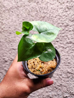 Anthurium Diabloense Clone