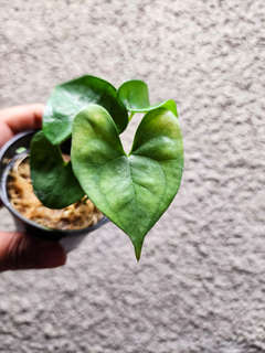 Anthurium Diabloense Clone