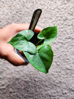 Anthurium Diabloense Clone