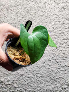 Anthurium Diabloense Clone