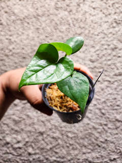 Anthurium Diabloense Clone