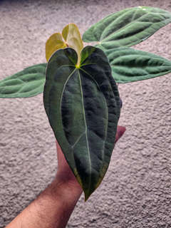 Anthurium Lost Tag NOID