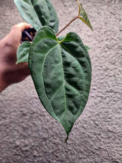 Anthurium Lost Tag NOID