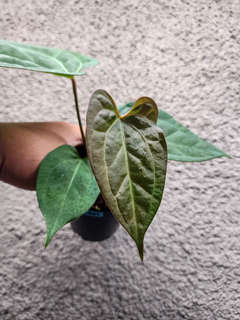 Anthurium Lost Tag NOID