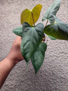 Anthurium Lost Tag NOID