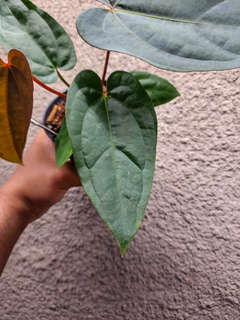 Anthurium Lost Tag NOID