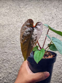 Anthurium Lost Tag NOID