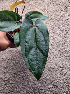 Anthurium Lost Tag NOID