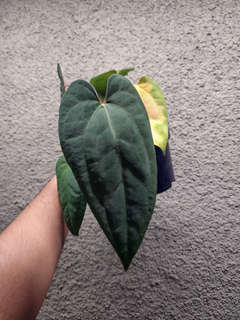 Anthurium Lost Tag NOID