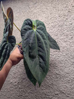 Anthurium Lost Tag NOID