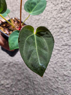 Anthurium Lost Tag NOID