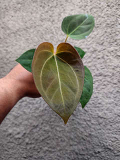 Anthurium Lost Tag NOID