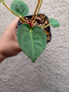 Anthurium Lost Tag NOID