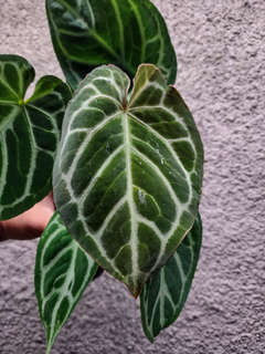 Anthurium Lost Tag NOID