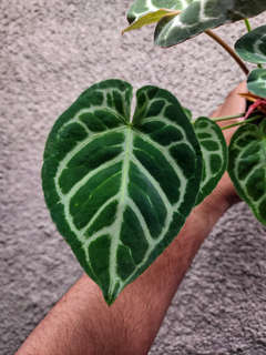 Anthurium Lost Tag NOID