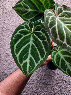 Anthurium Lost Tag NOID