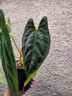 Anthurium Lost Tag NOID