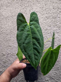 Anthurium Lost Tag NOID