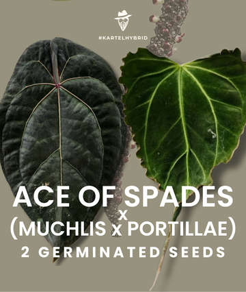 Anthurium Ace of Spades x Muchlis Portillae Seeds of 2