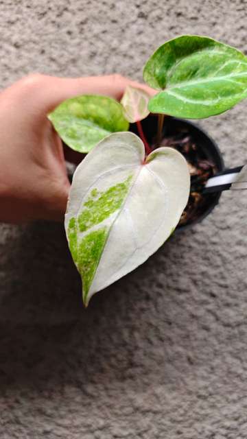 Anthurium Variegated Bigfoot x HURC