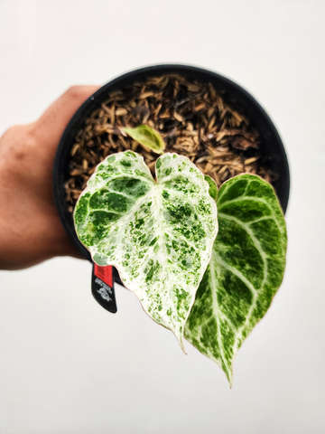 Anhurium Variegated Crystallinum 'Platinum' Clone