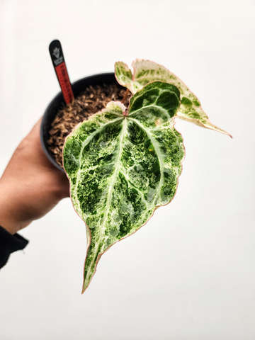 Anhurium Variegated Crystallinum 'Platinum' Clone