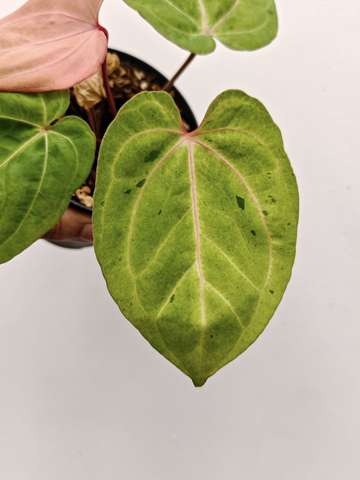 Polkadot Variegated Goliath x Red Vein Dark Phoenix