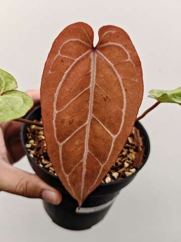 Variegated (Angela x Black Widow) x Red Legacy