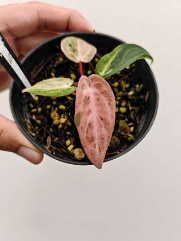 Variegated Siliwangi x Self