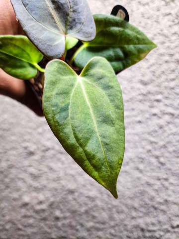 Mint Variegated Red Spider x Red Vein Dark Phoenix
