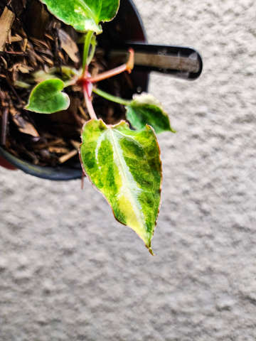 Variegated Red Space x (Muchlis RC)