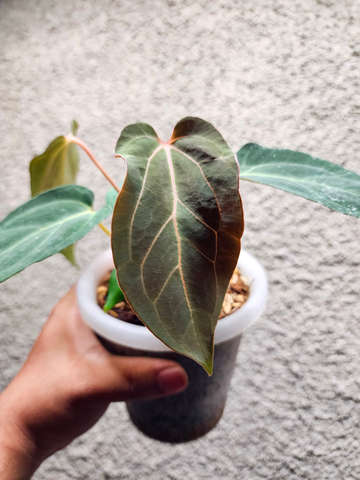 HU/King of Spades Butterfly x BVIT